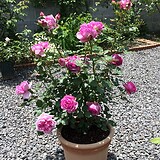 ローズポンパドゥール鉢植え1