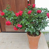 リパブリックドゥモンマルトルの二番花全体