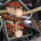 枝の充実度の違い
