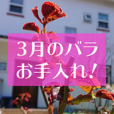 3月のバラの手入れ方法アイキャッチ