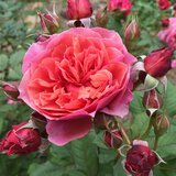 ラデュレ開花4