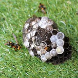 駆除したアシナガバチの巣