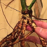 皮がむけているバラの裸苗