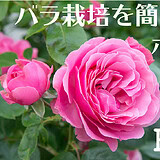 バラ栽培を簡単にするポイント