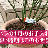 バラの1月の手入れ