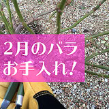 2月のバラの手入れ方法アイキャッチ-01