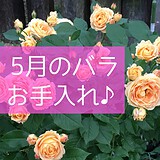5月のバラ手入れアイキャッチ