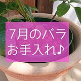 7月のバラ