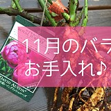 11月