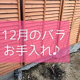 12月
