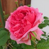 プリンセス・アレキサンドラ・オブ・ケントの花