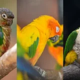 中型インコ 人気の３種類を比較！あなたに合うインコはどの子？