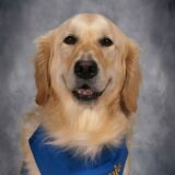 Daniel Comfort Dog, LCC K-9 Comfort Dog at Martin Luther School and Immanuel Lutheran Church Joplin MO