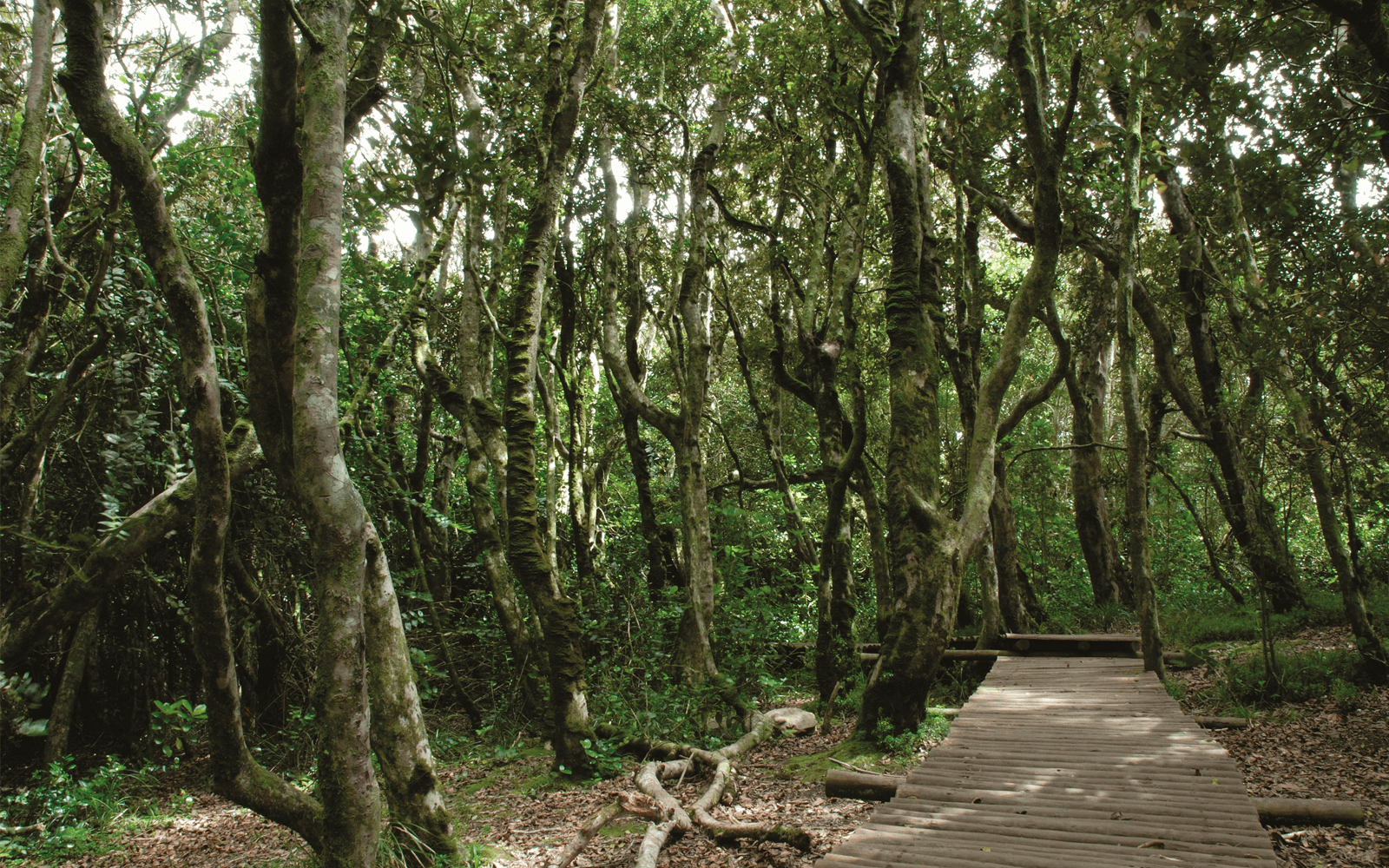 BANNER 01
