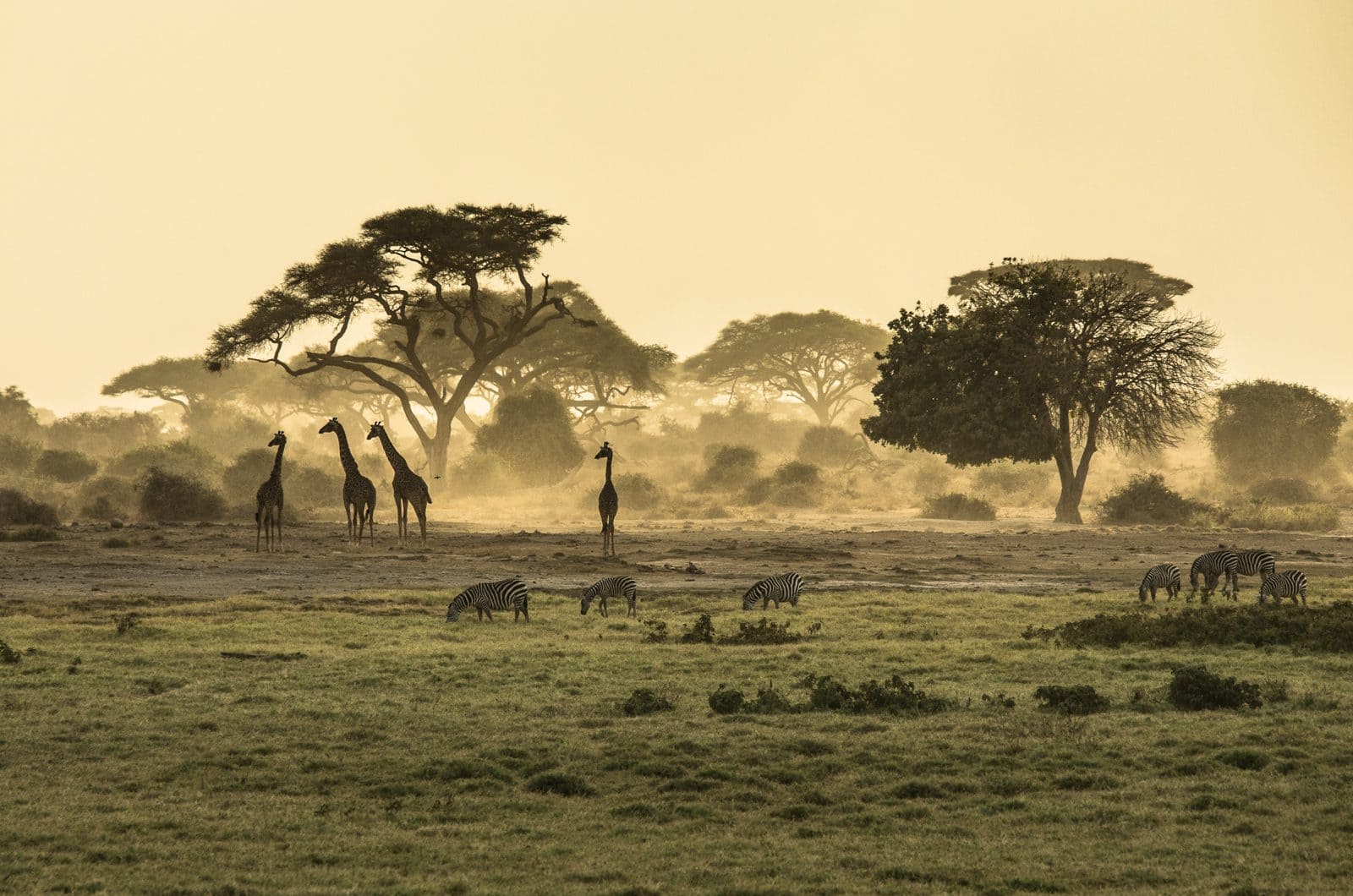 Safari et girafes dans la savane, Réserve de Bandia, Sénégal