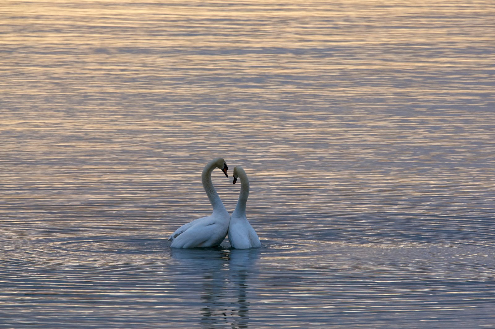 two white swans on water