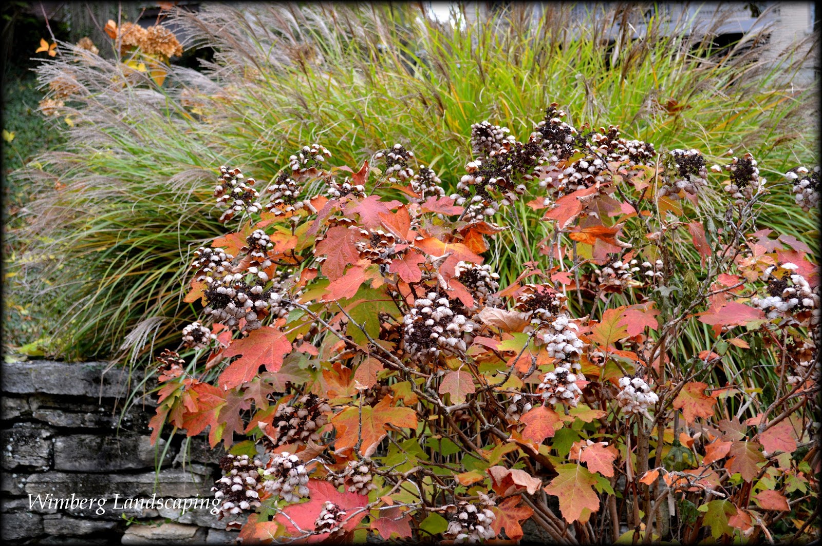 Read more about the article CHORES IN THE WINTER GARDEN – DEATH TO HONEYSUCKLE!!
