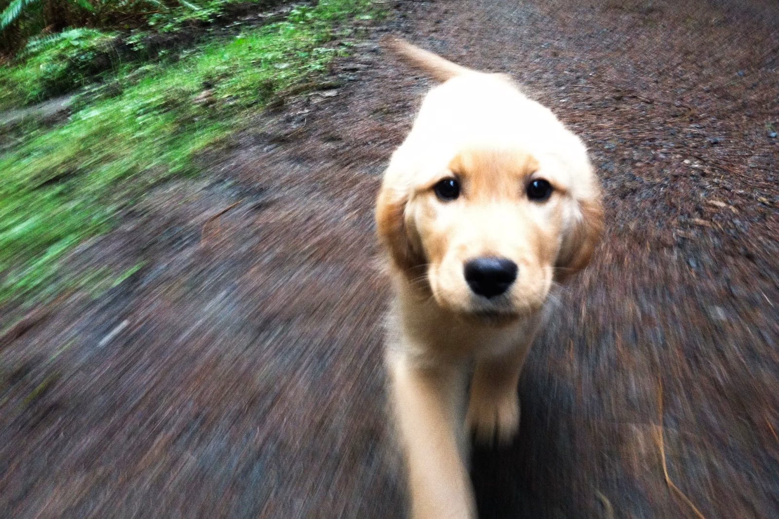 My name is Goldie | On vacation with Bob