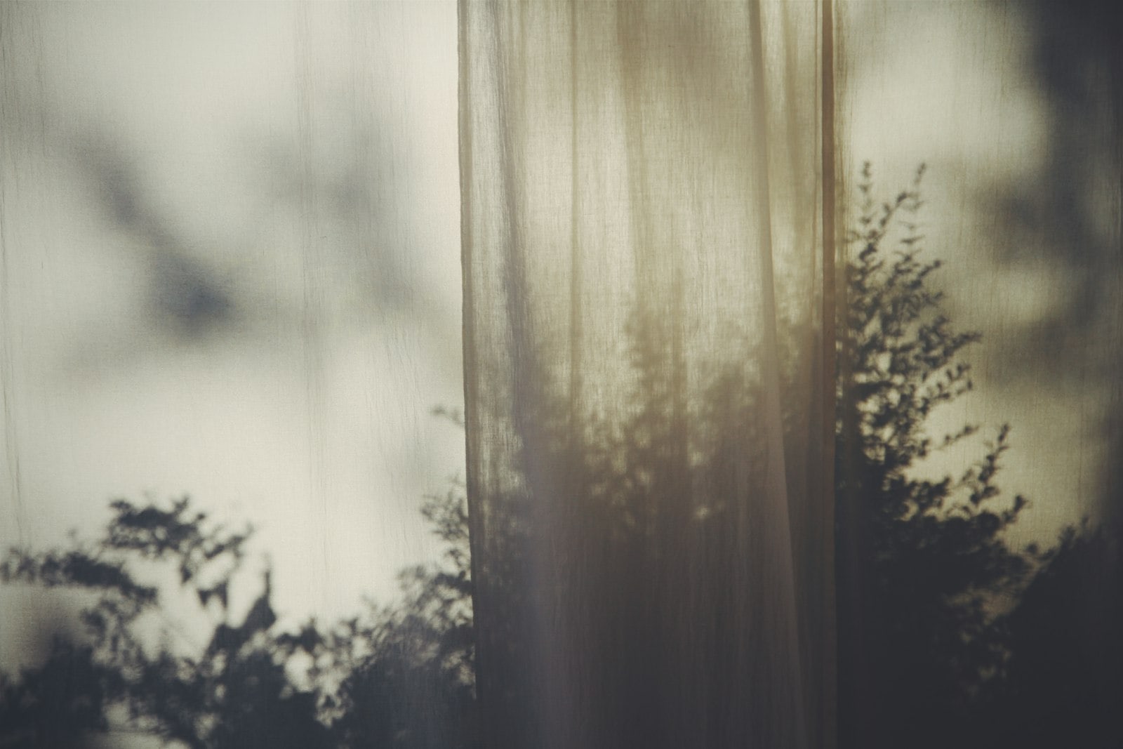 Identidade visual para psicólogos: cortina translúcida com sombras de plantas