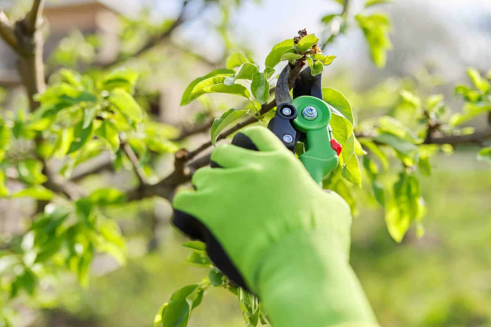 Essential Landscape Maintenance Tasks For a Beautiful Yard