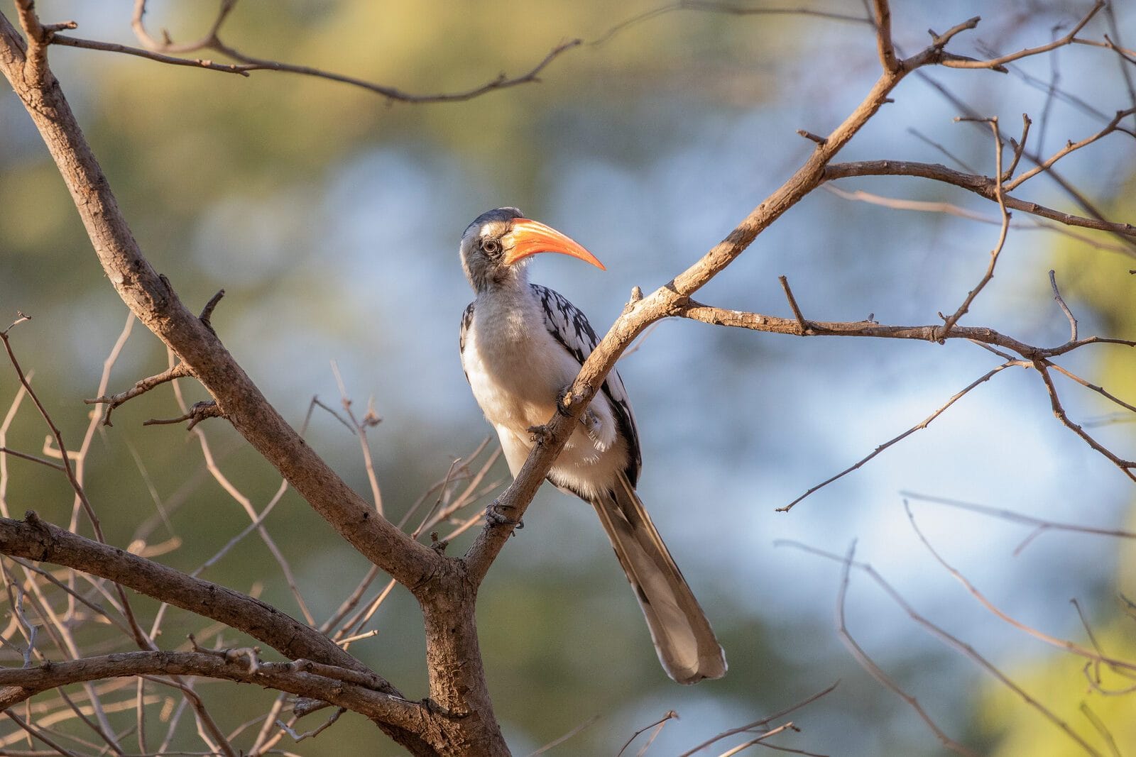 Calao du oiseau, Sénégal