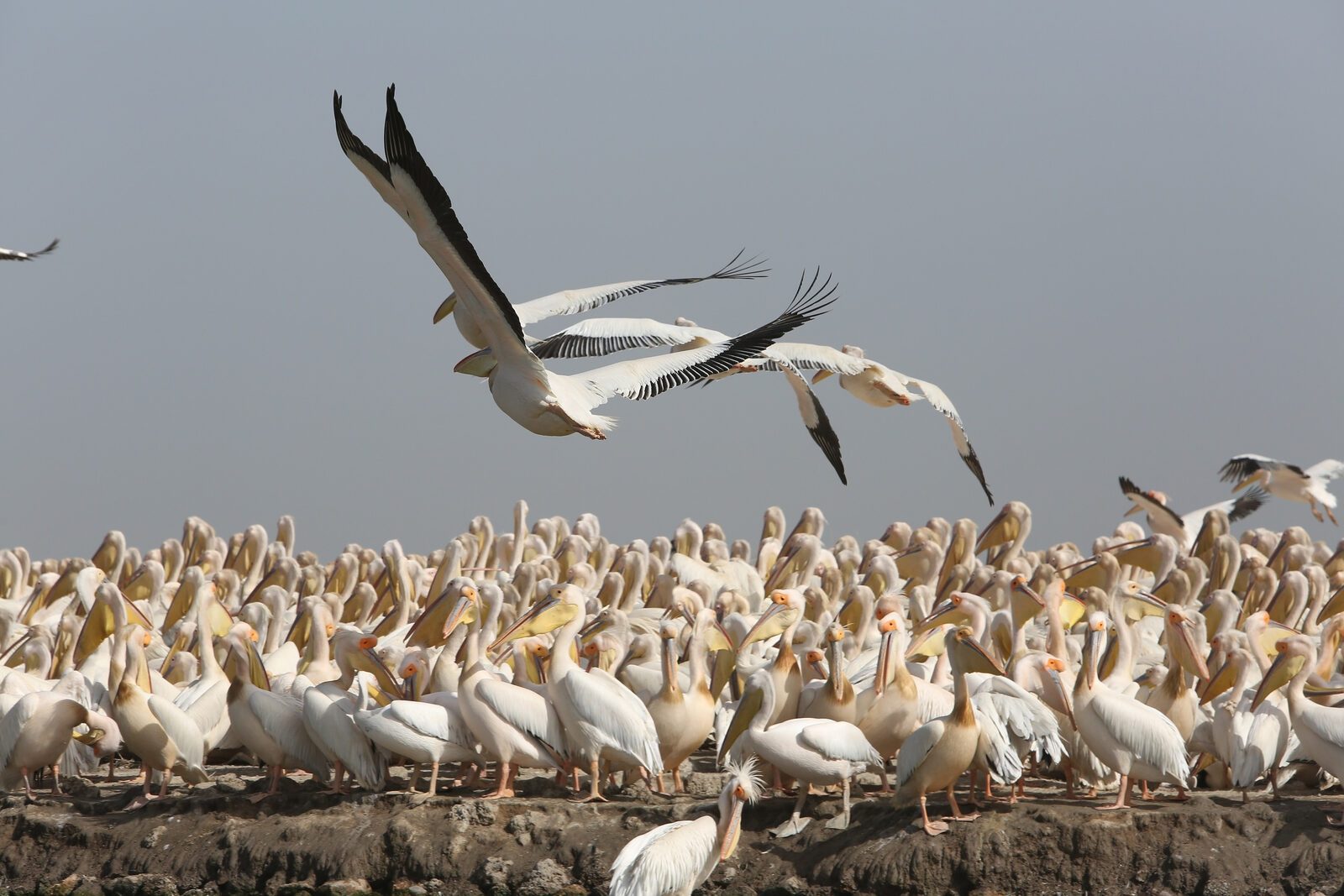 Djoudj pelicans vol ocean, Sénégal