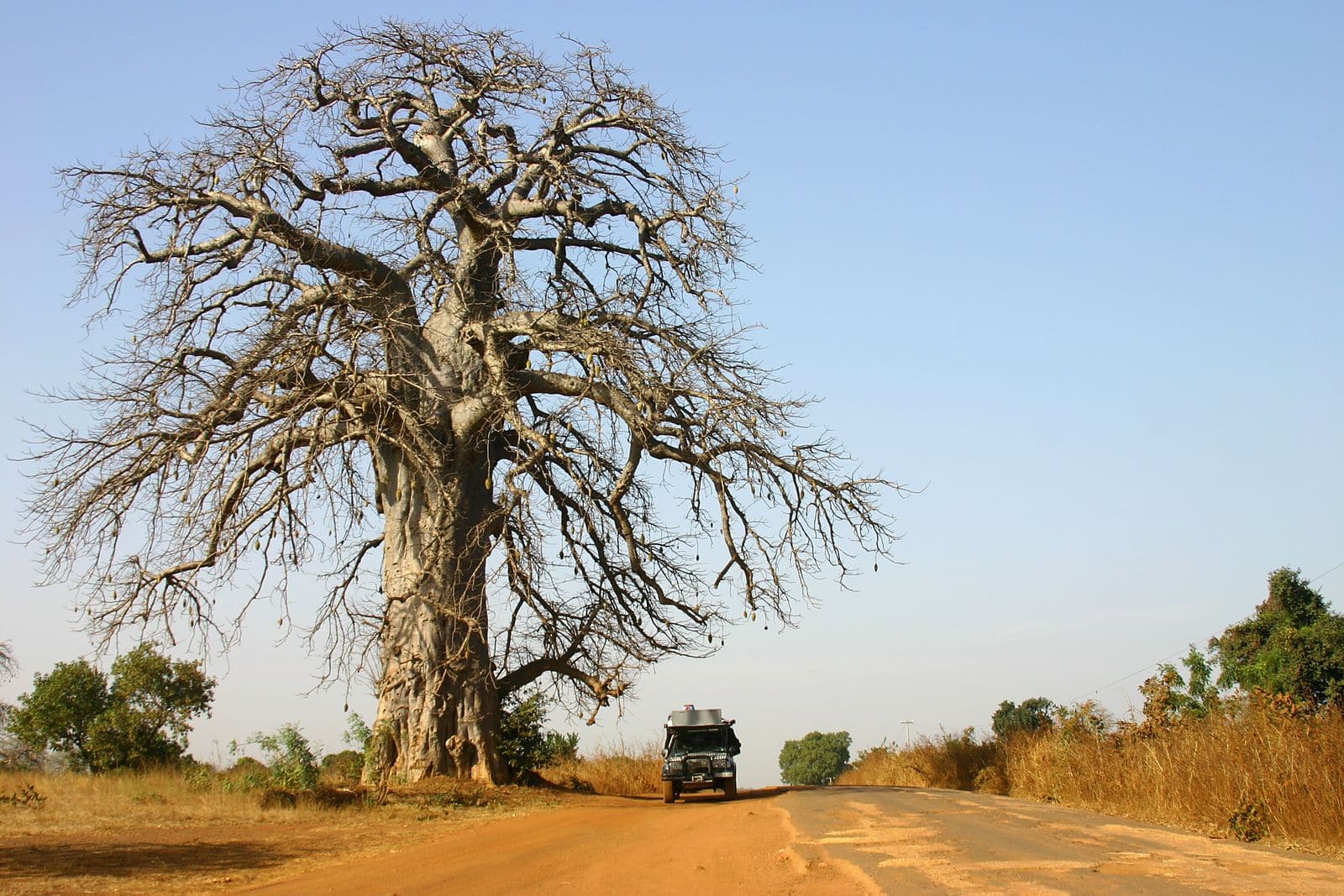 Baobab dans la brousse sahélienne près de Saint-Louis