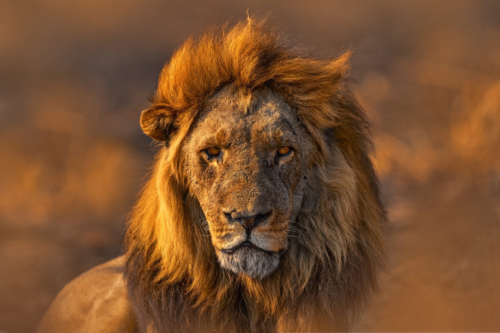 Rencontre avec les lions près de la Réserve de Bandia, Sénégal