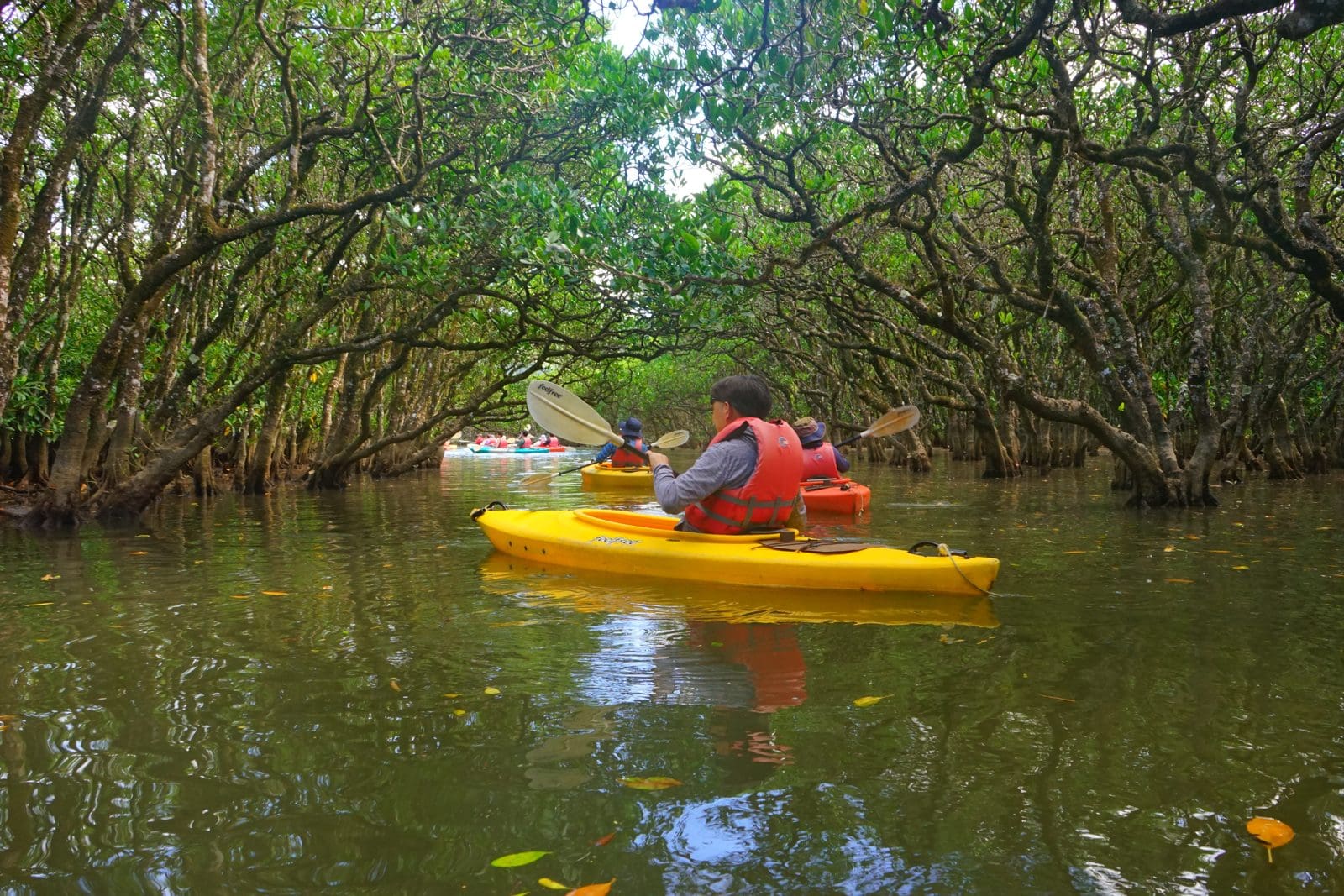 Kayak dans un tunnel de mangrove au Sénégal