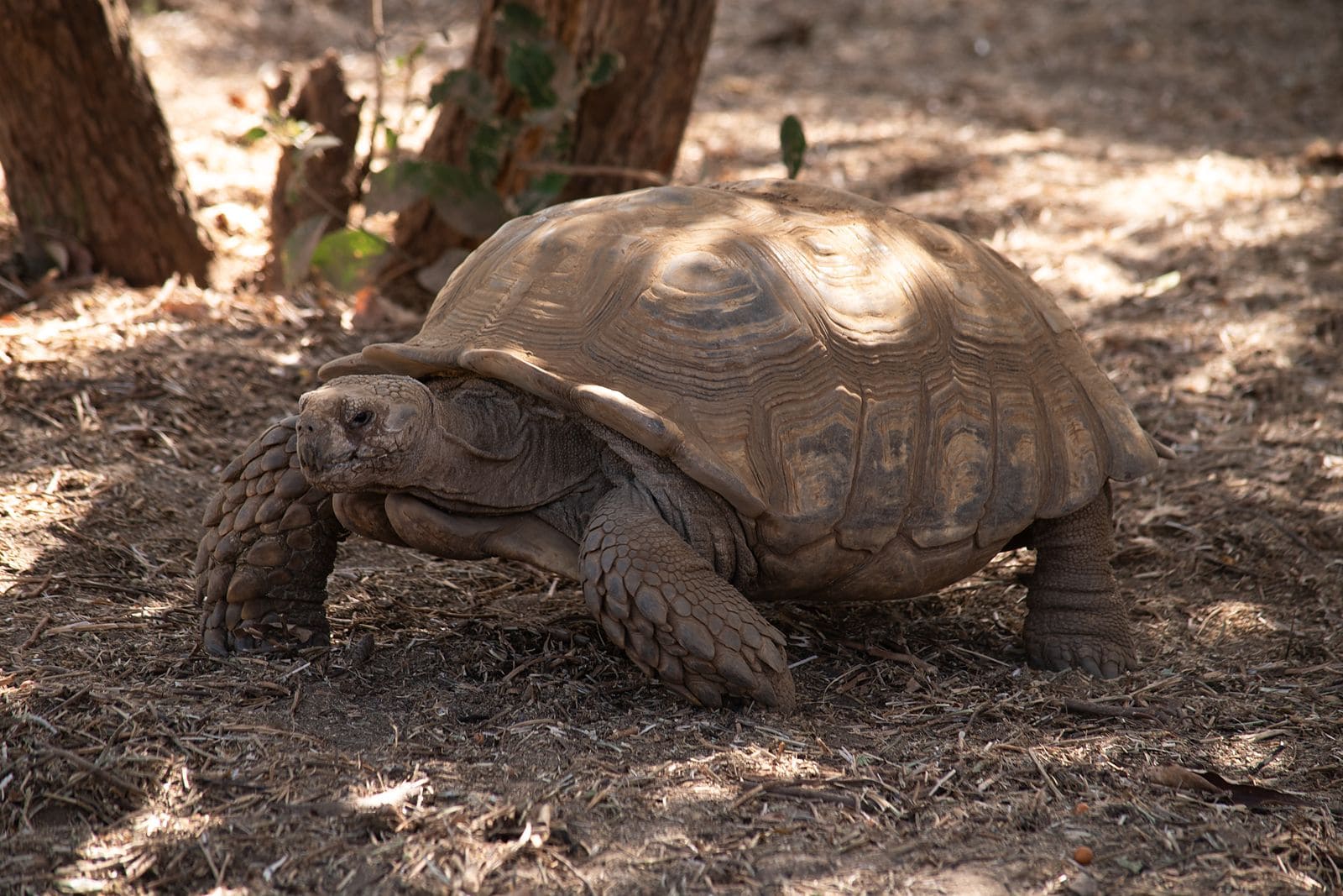 Tortue géante à la Réserve de Guembeul