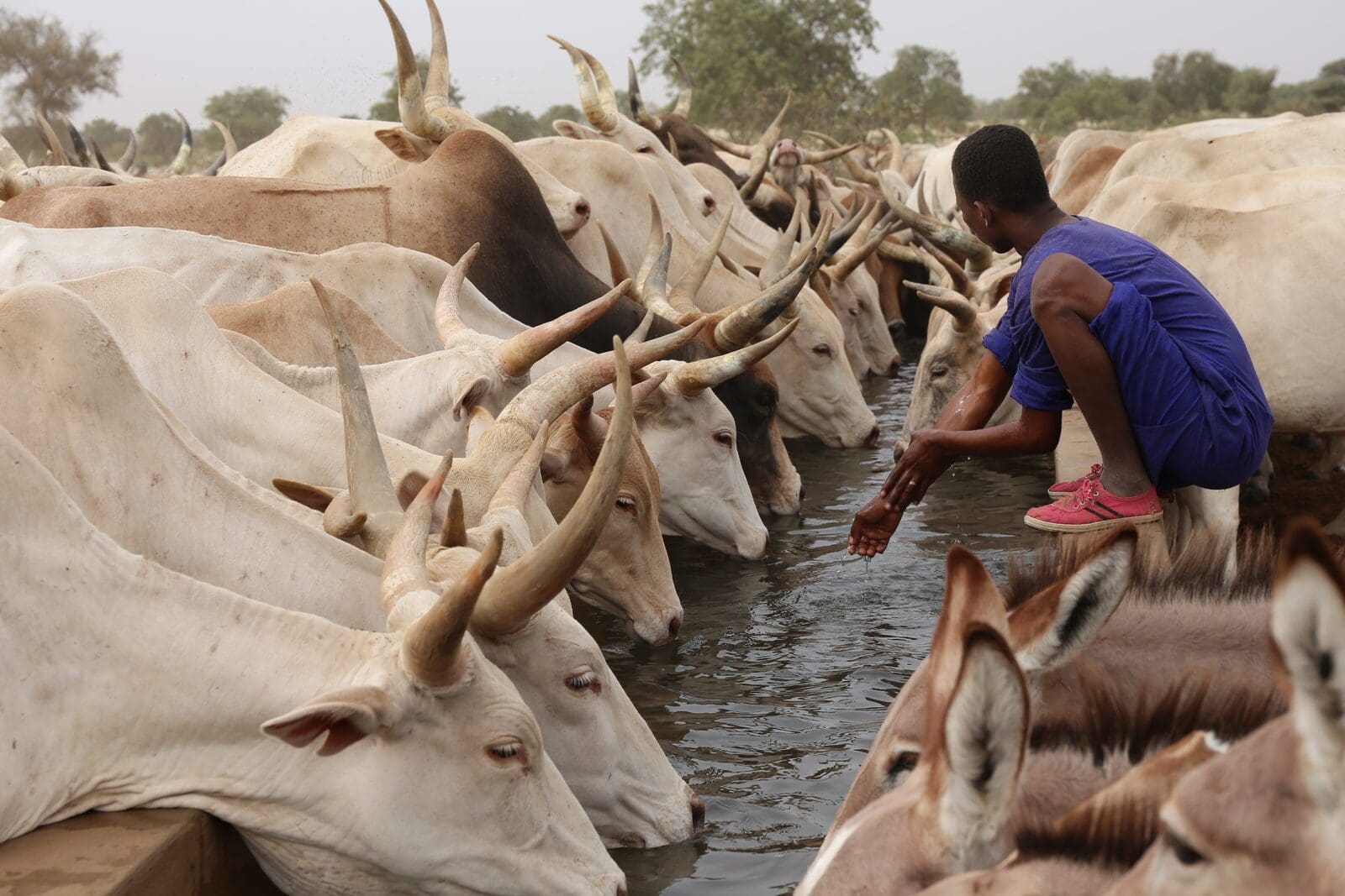 Troupeau de zebus nord, Sénégal