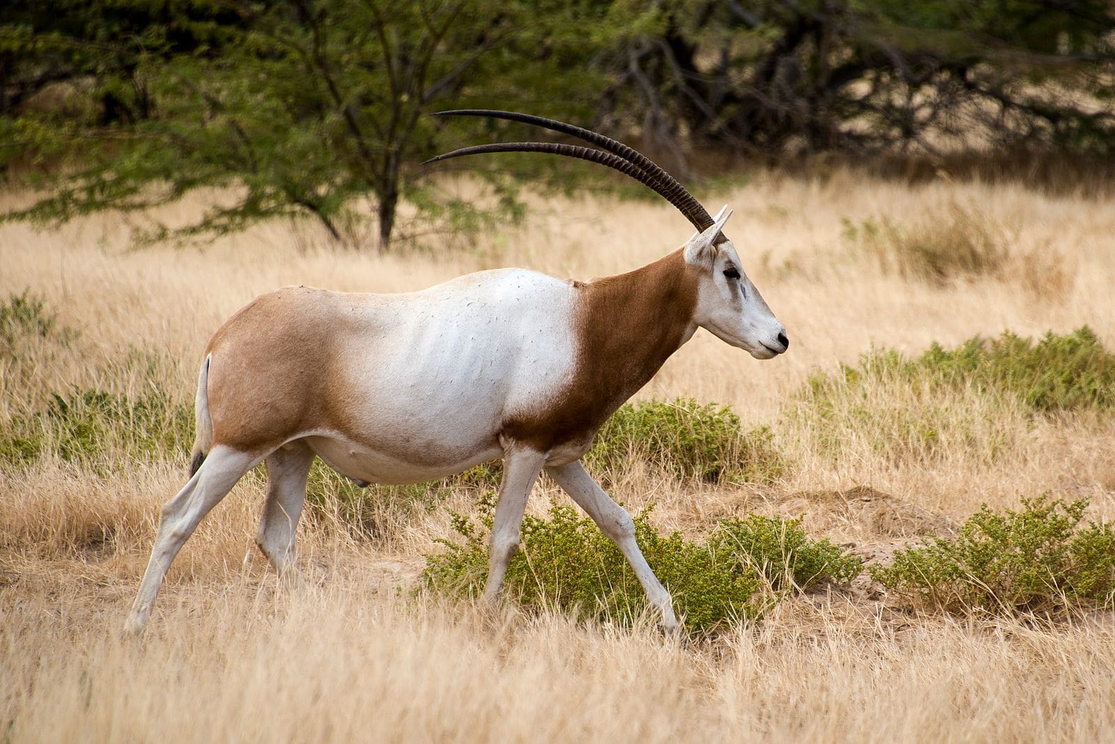 Oryx à la Réserve de Guembeul, Saint-Louis