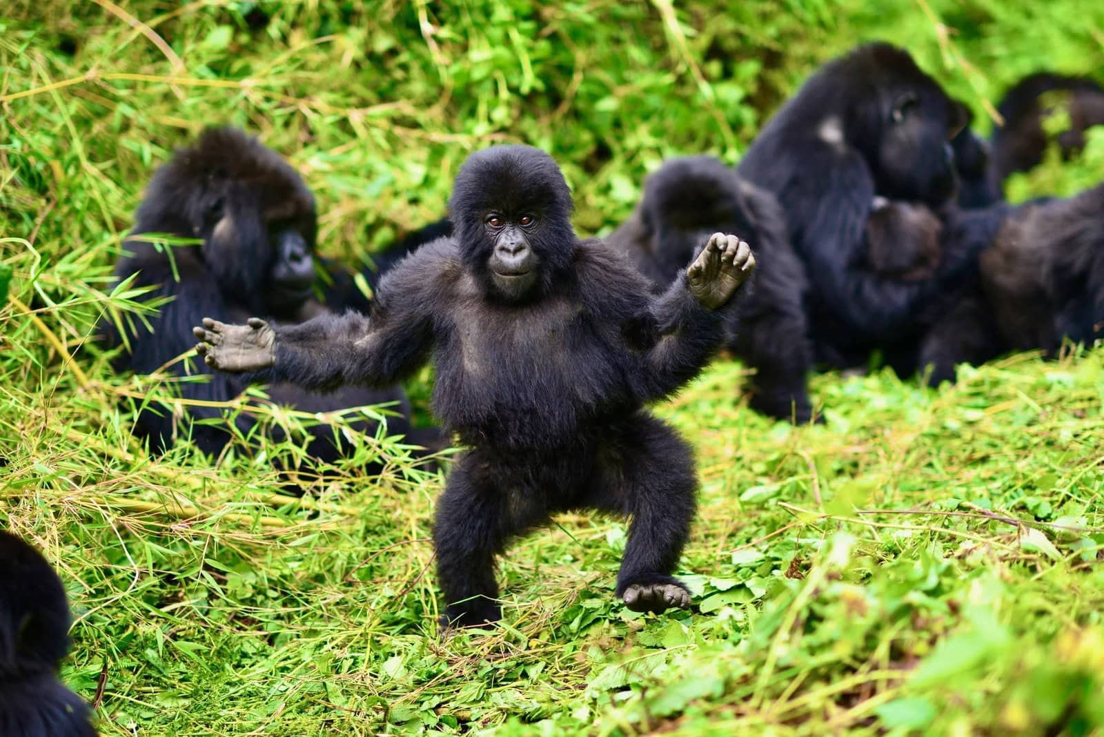 Uganda Safaris