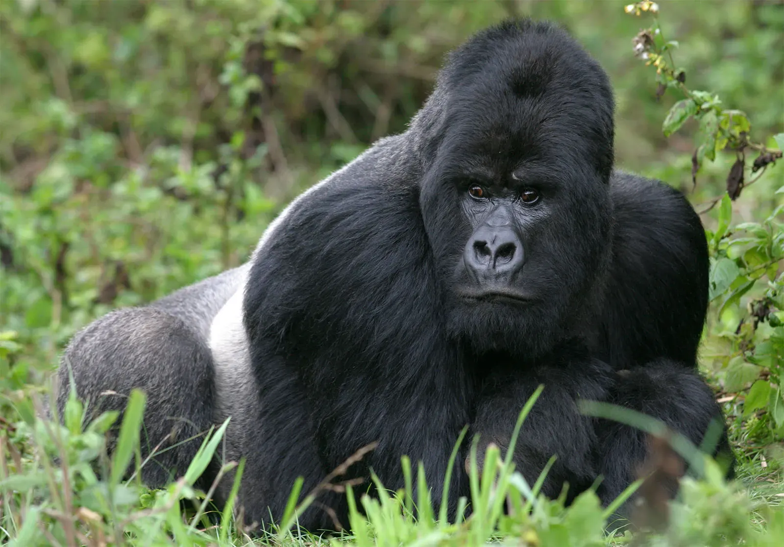 Gorilla Habituation in uganda