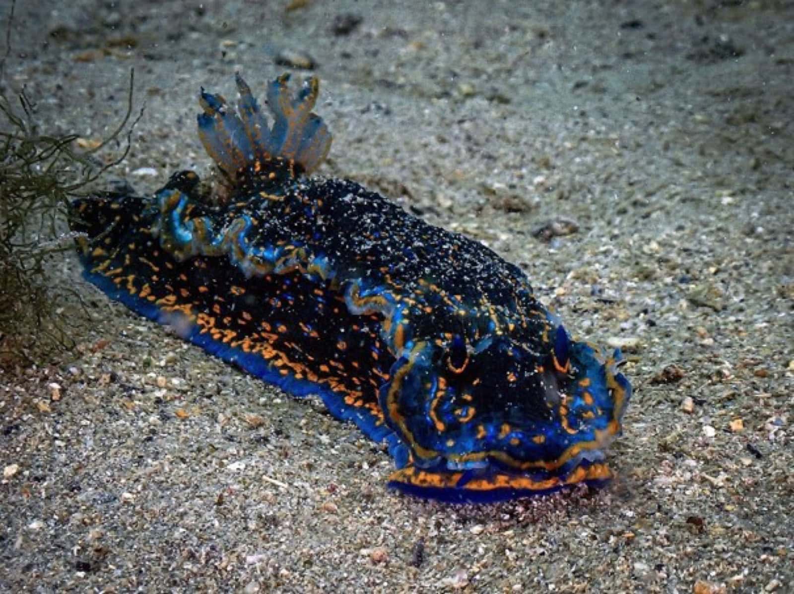 Nudibranche coloré sur les fonds marins de Dakar