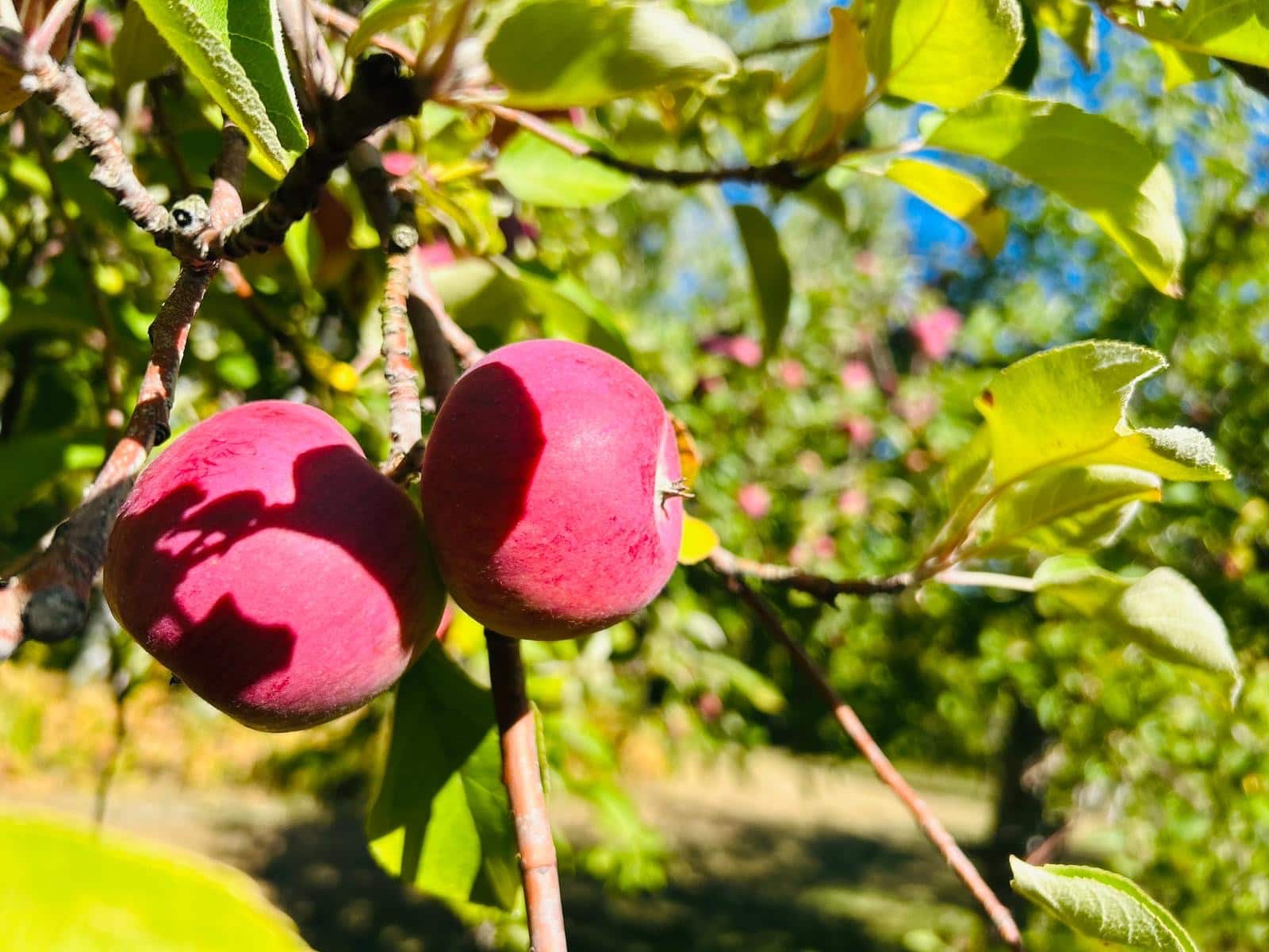 10 bienfaits et choses à savoir sur la pomme - Les Zackardises 10 bienfaits et choses à savoir sur la pomme