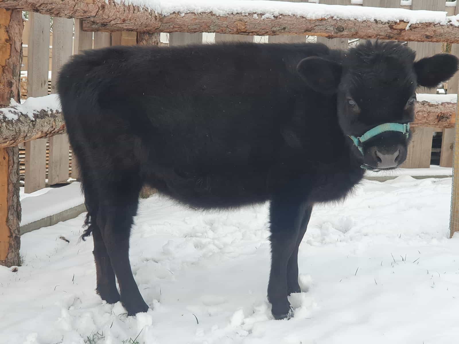 Kleines schwarzes Kalb auf einer Winterfarm, umgeben von Holzschnitzeln und Schnee, typisch für den ländlichen Landbetrieb im Wellnesshof RaJa.