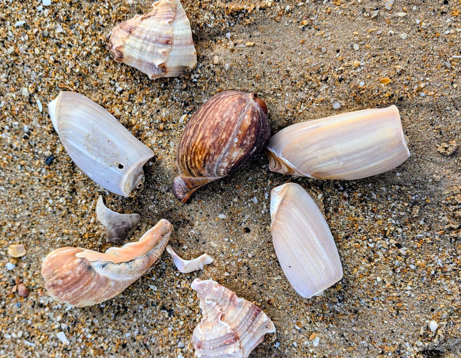 Coquillages plage, Sénégal