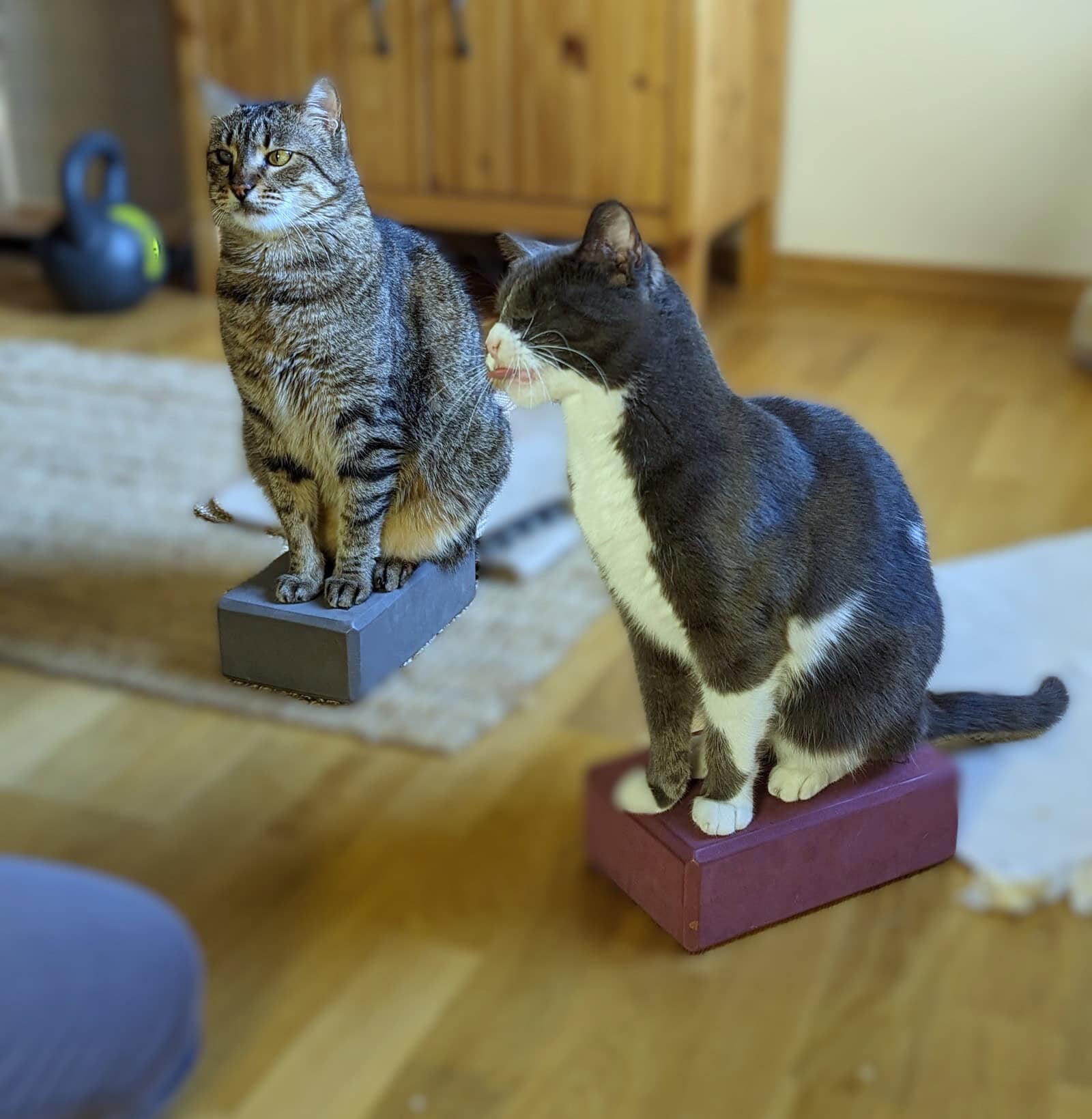 Katzen auf bodentarget beim Katzentraining