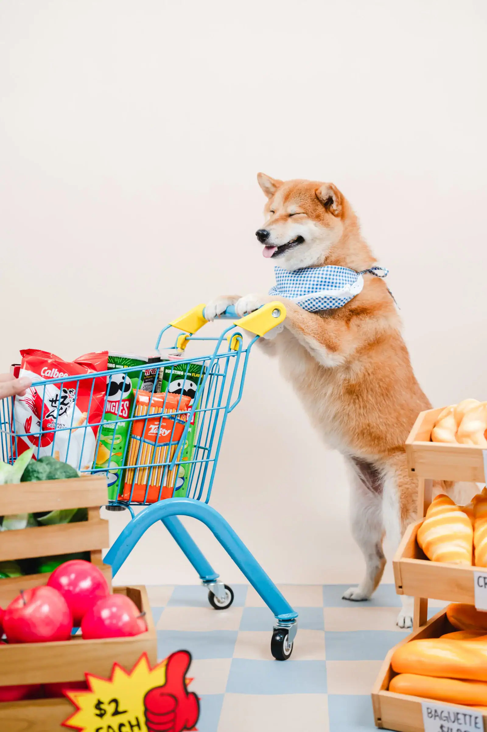 pets events in singapore Furto
