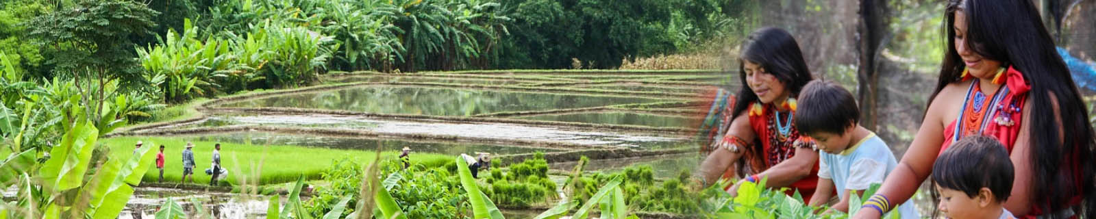 1-indiglobal-plantacion18