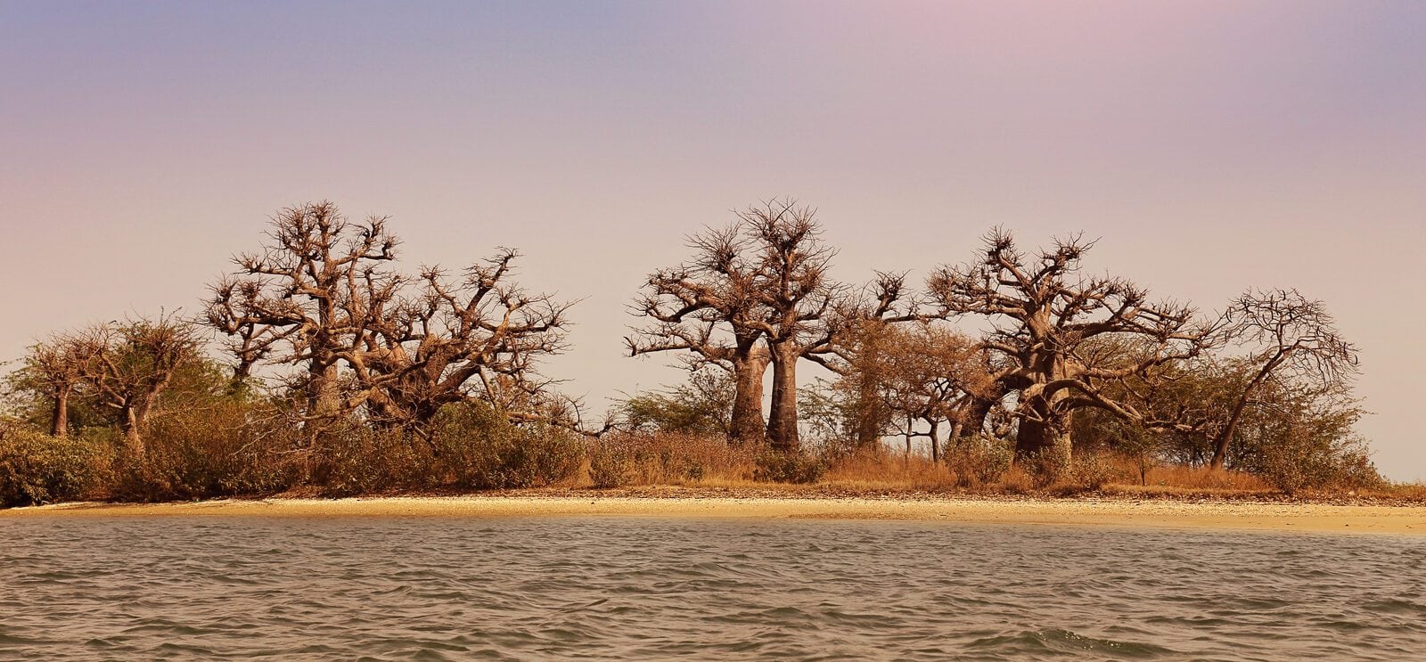Baobabs delta du sine saloum, Sénégal