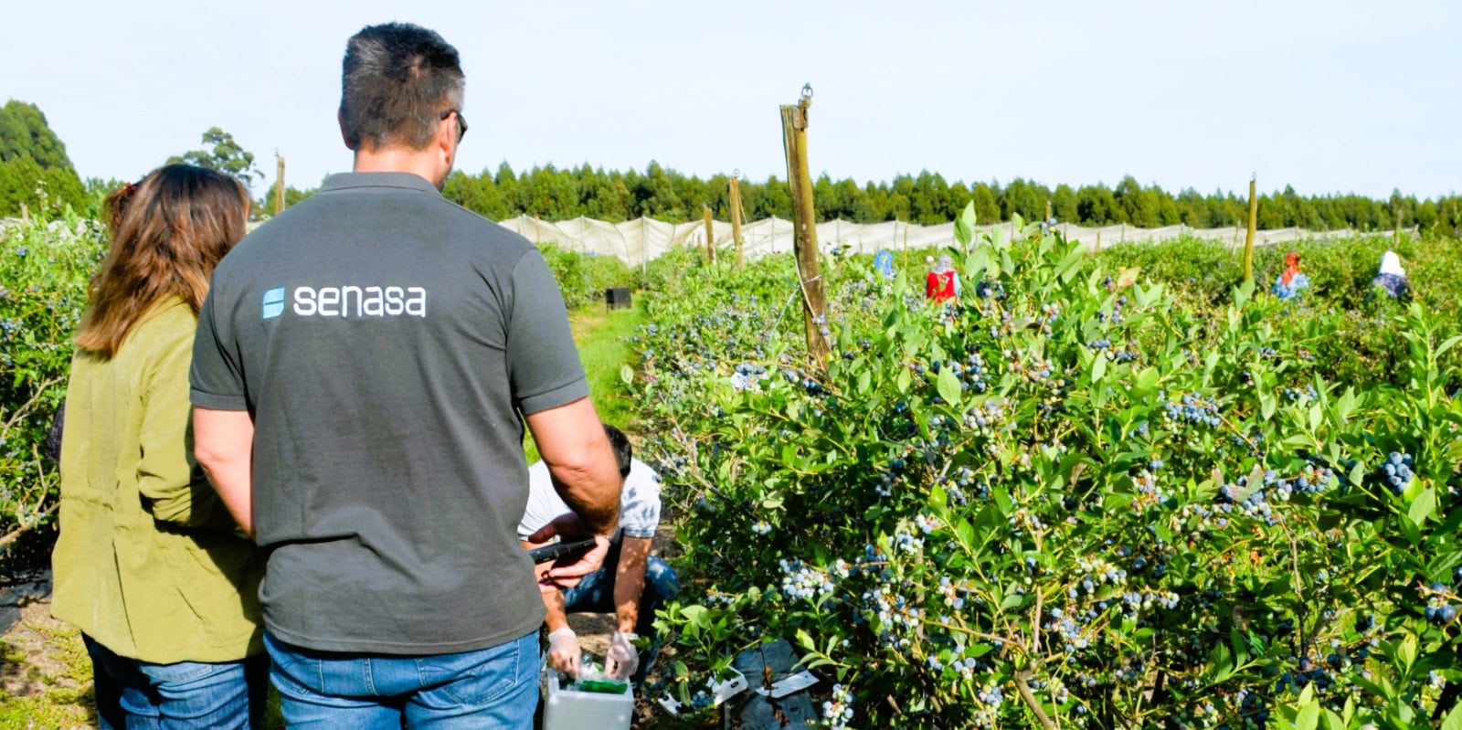 Entre Ríos exportó más de 4.200 toneladas de arándanos certificados durante 2025 1 arandanos