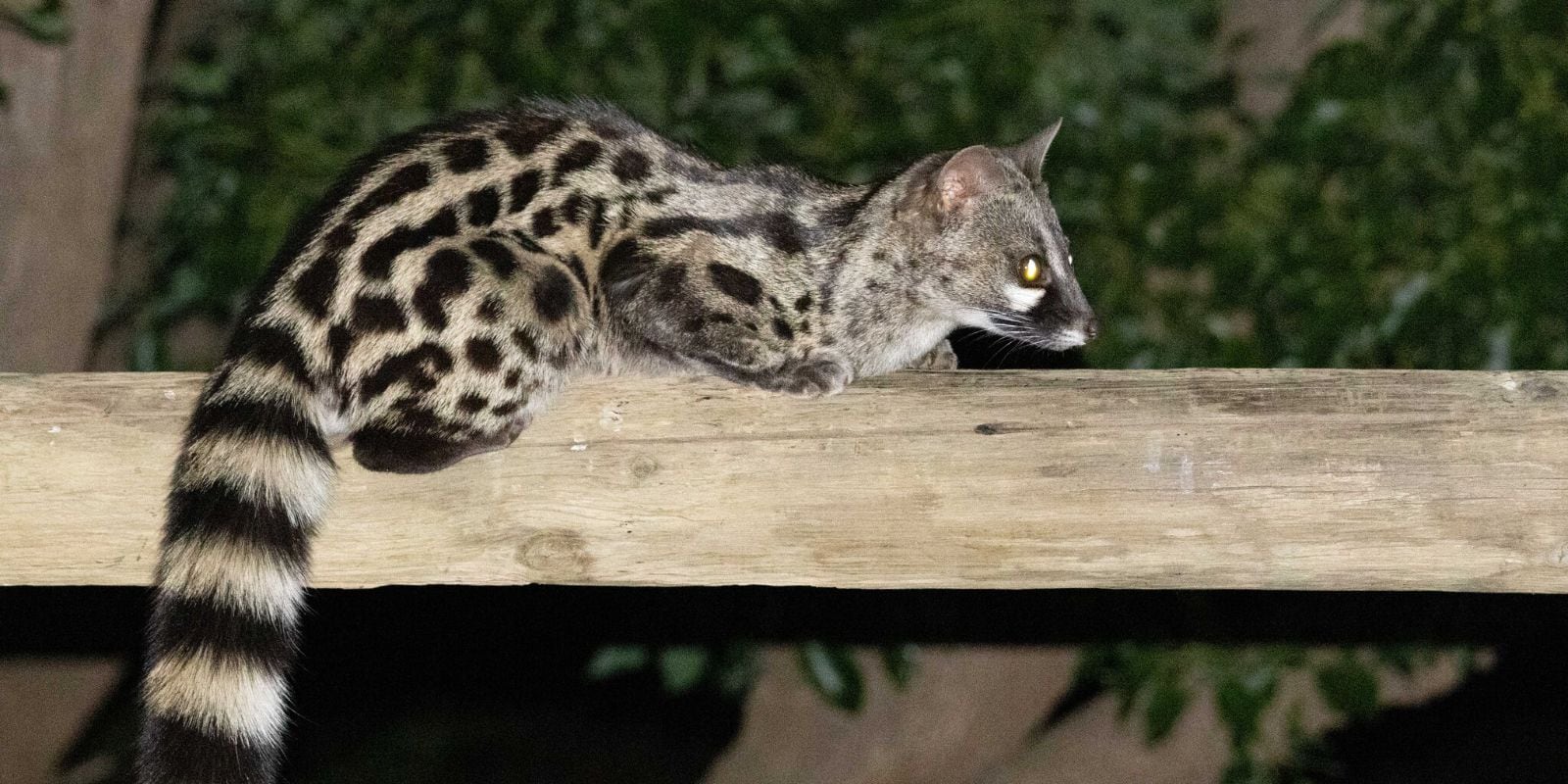 A Cape genet crouched on a timber beam at night, its black and white ringed tail hanging below