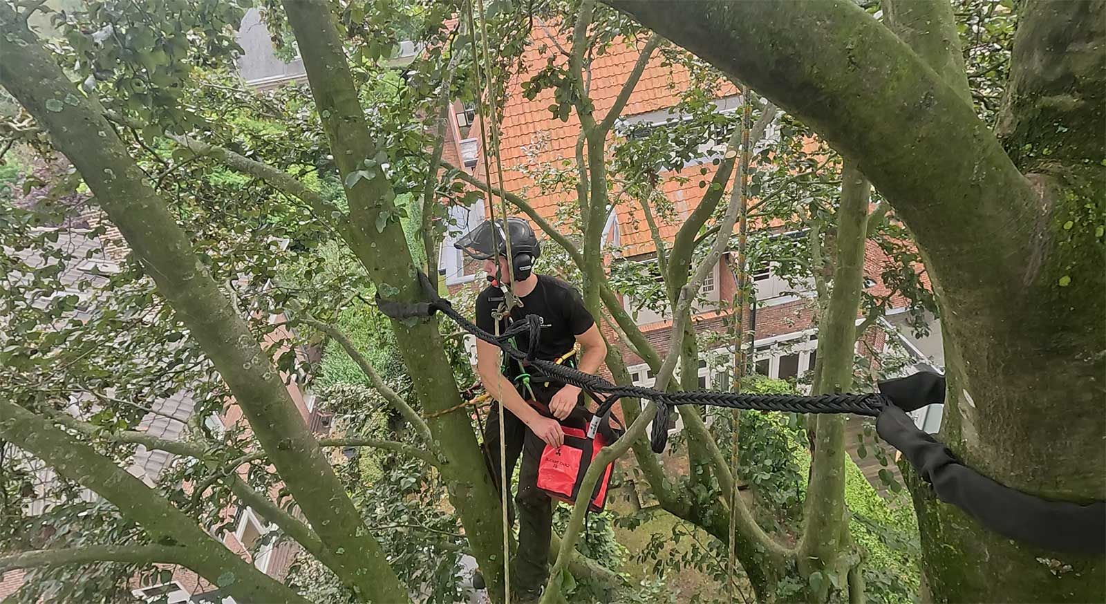 Verplanten van bomen