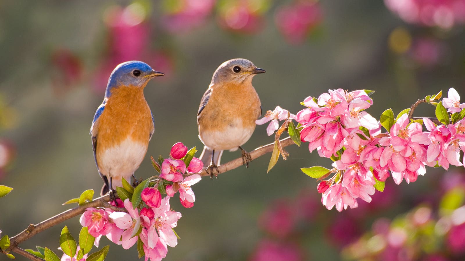 Best Time of Year to Attract Birds