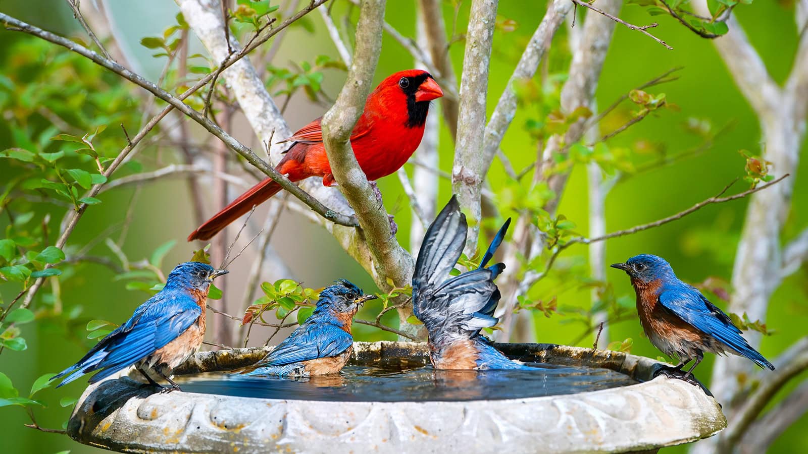 How to Attract Birds And Keep Them Safe