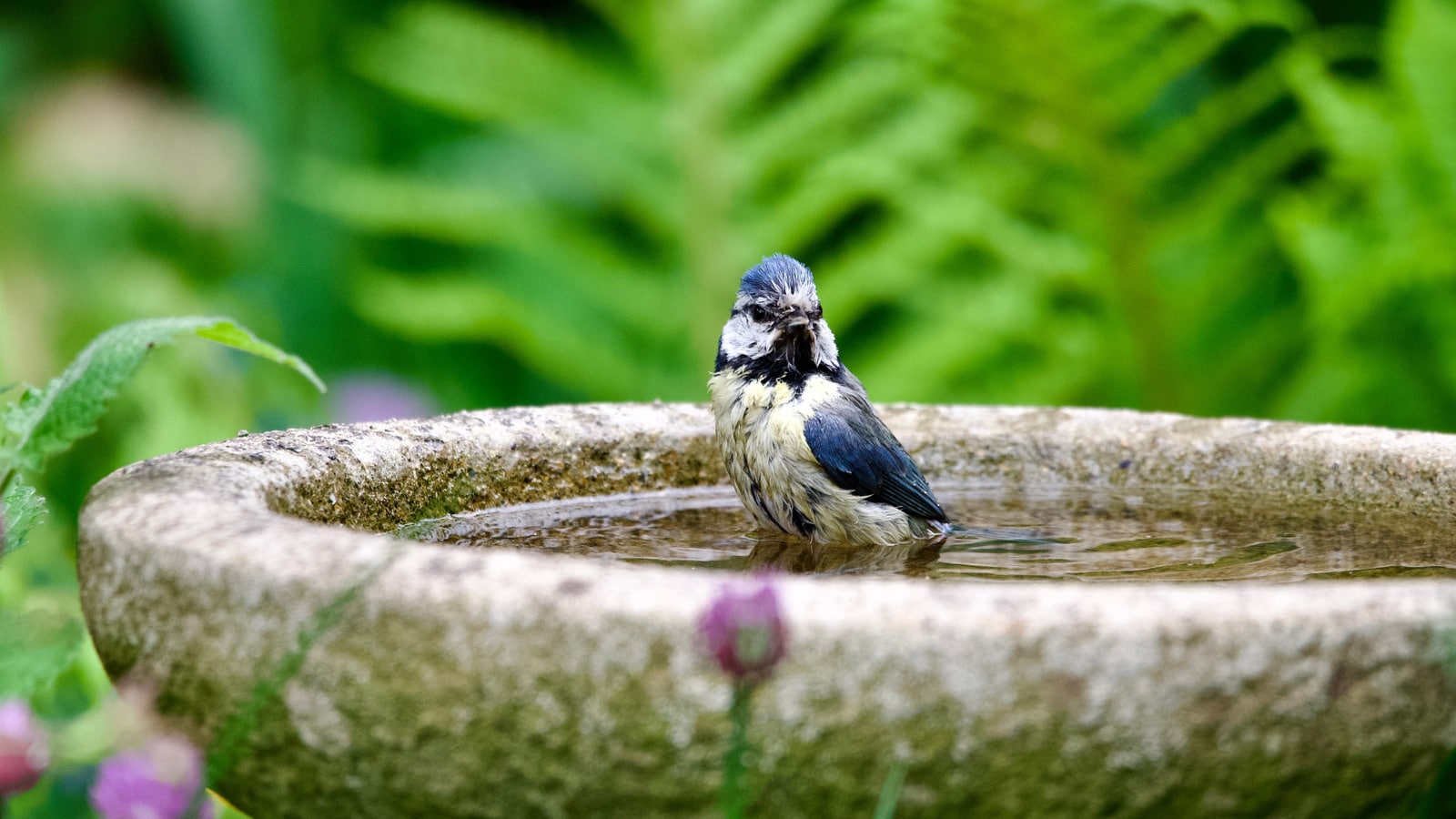 What to Put in a Bird Bath Besides Water