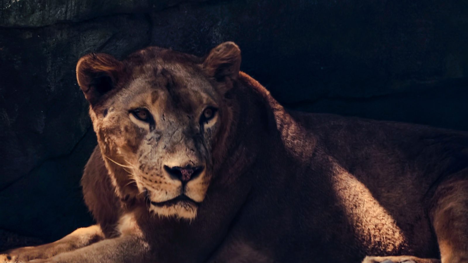 Rencontre avec un lion au Ranch de Bandia, Sénégal
