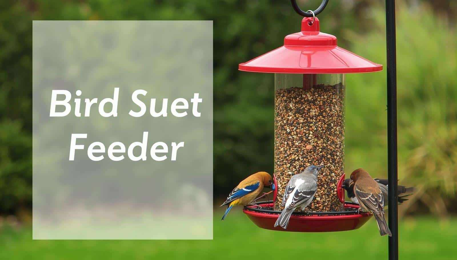 Bird Suet Feeder